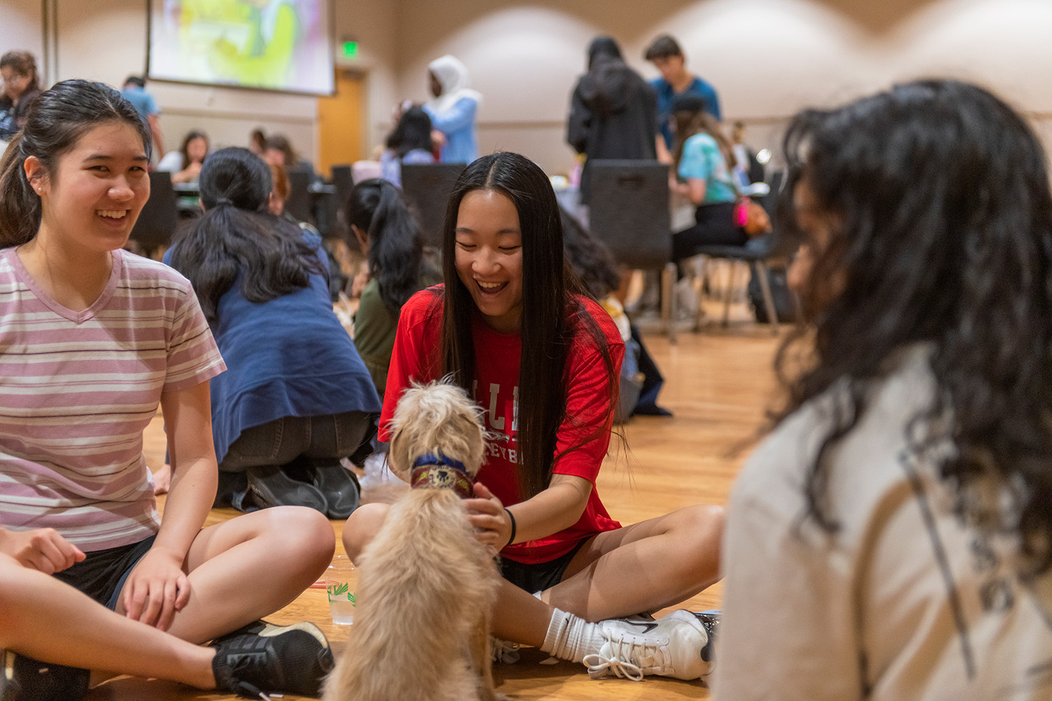 therapy dog