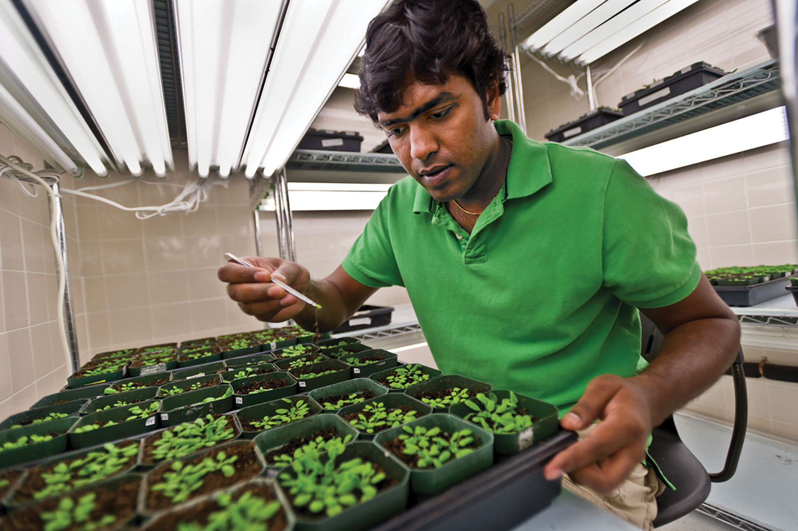 Researcher working with small plants in lab