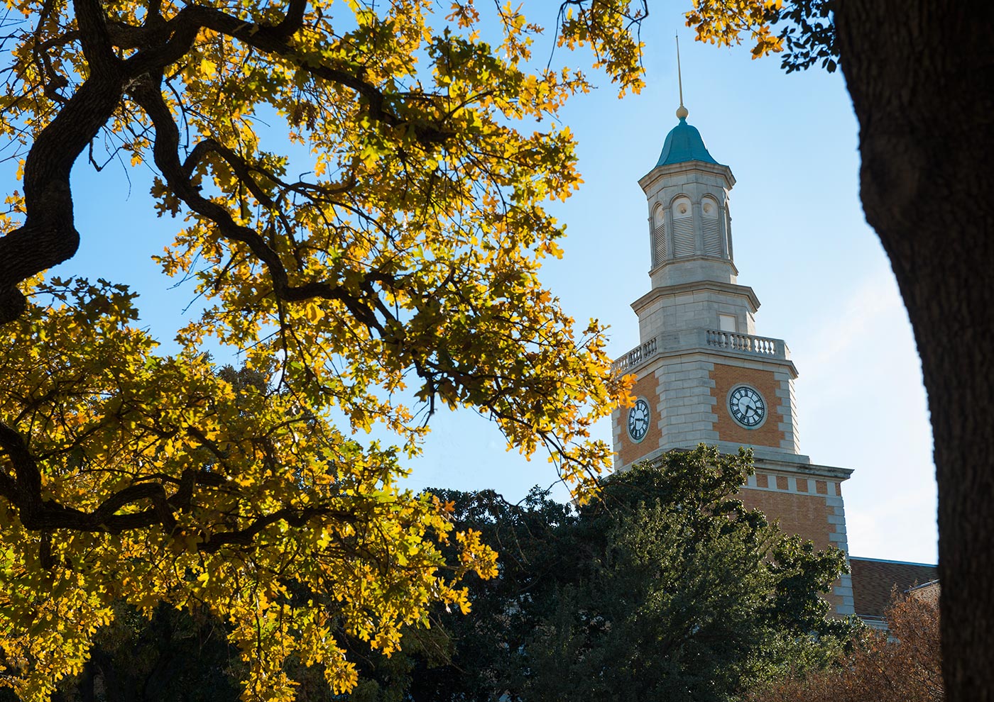 UNT Building with a tree