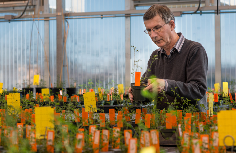 Professor conducting plant research in a greenhouse.