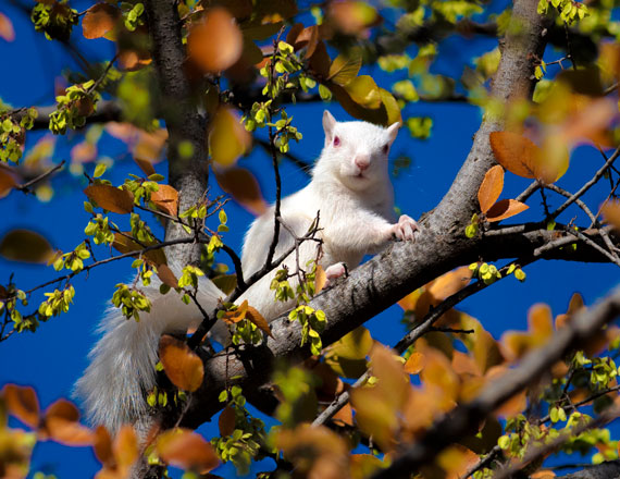 Lucky on a tree branch