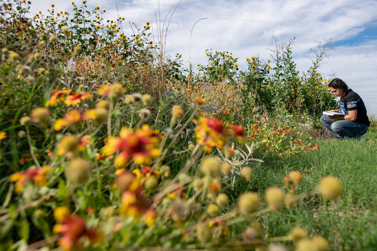 Pollinative Prairie